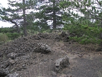 ova Gussonea-20110529 202